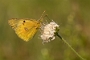 IMG_265m