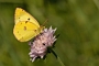 IMG_266m