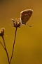 IMG_268m