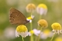 IMG_275m