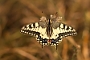 IMG_284m