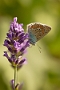 IMG_285m