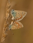 IMG_287m