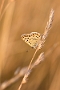 IMG_294m