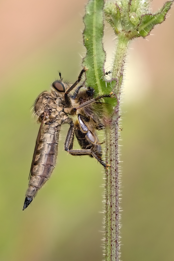 IMG_029oh.jpg - Roupec sp.
