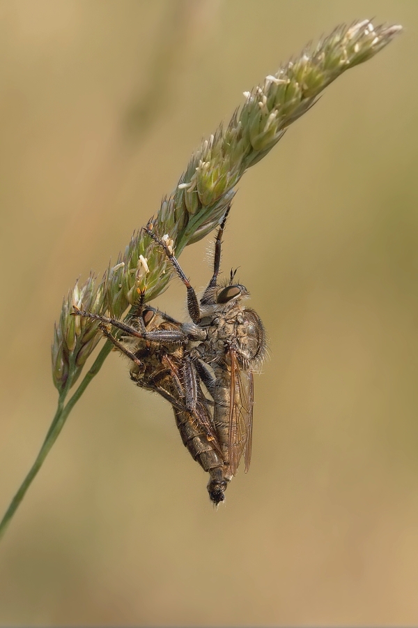 IMG_033oh.jpg - Roupci sp.