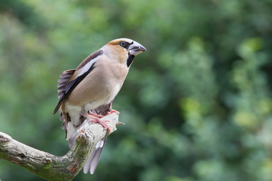 IMG_006pt.jpg - Dlask tlustozobý