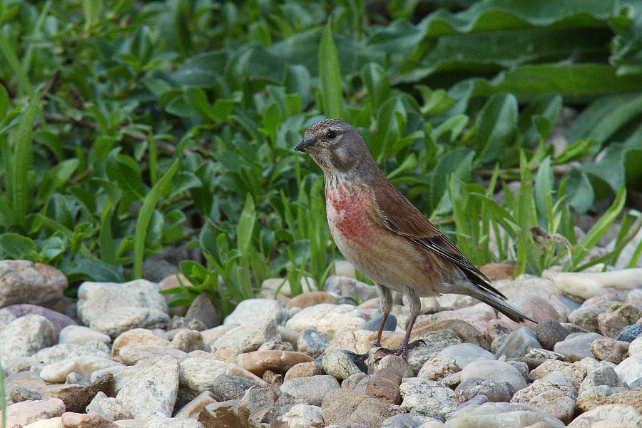 IMG_037pt.jpg - Konopka obecná