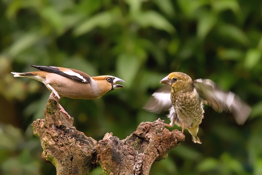 IMG_057pt.jpg - Dlask tlustozobí