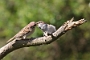 IMG_025pt