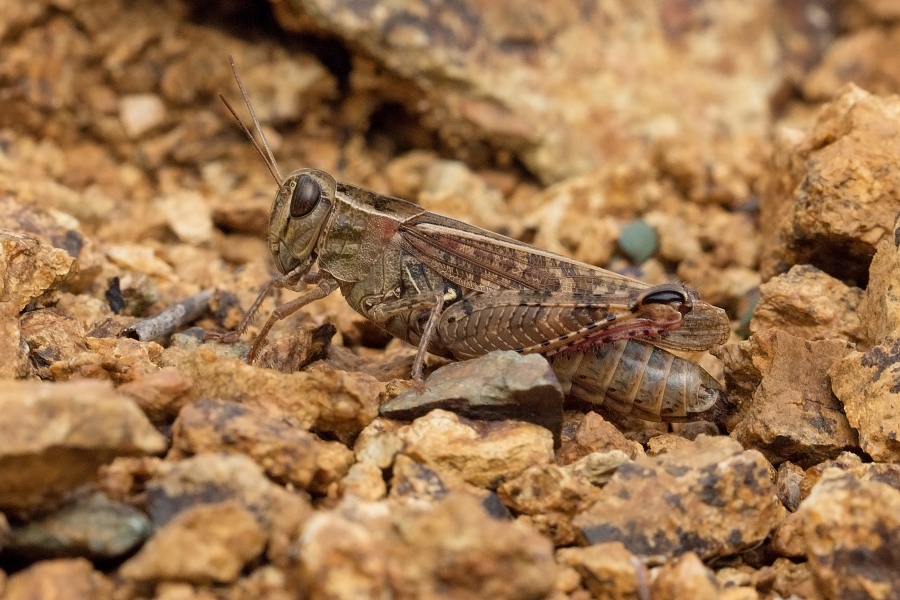 IMG_022rk.jpg - Saranče sp.