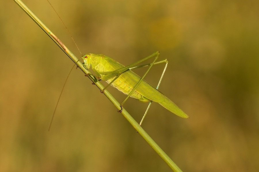 IMG_023rk.jpg - Kobylka sp.