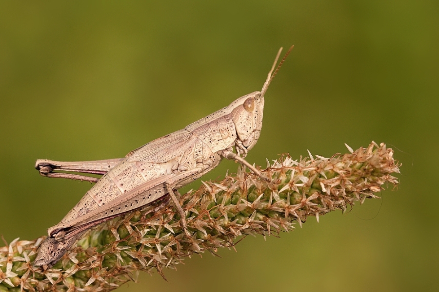 IMG_026rk.jpg - Saranče sp.