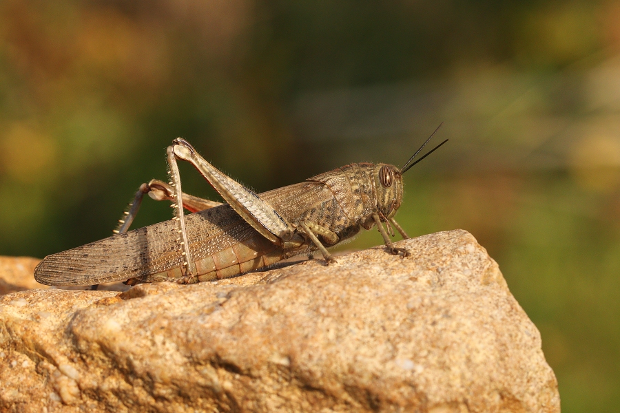 IMG_027rk.jpg - Saranče sp.