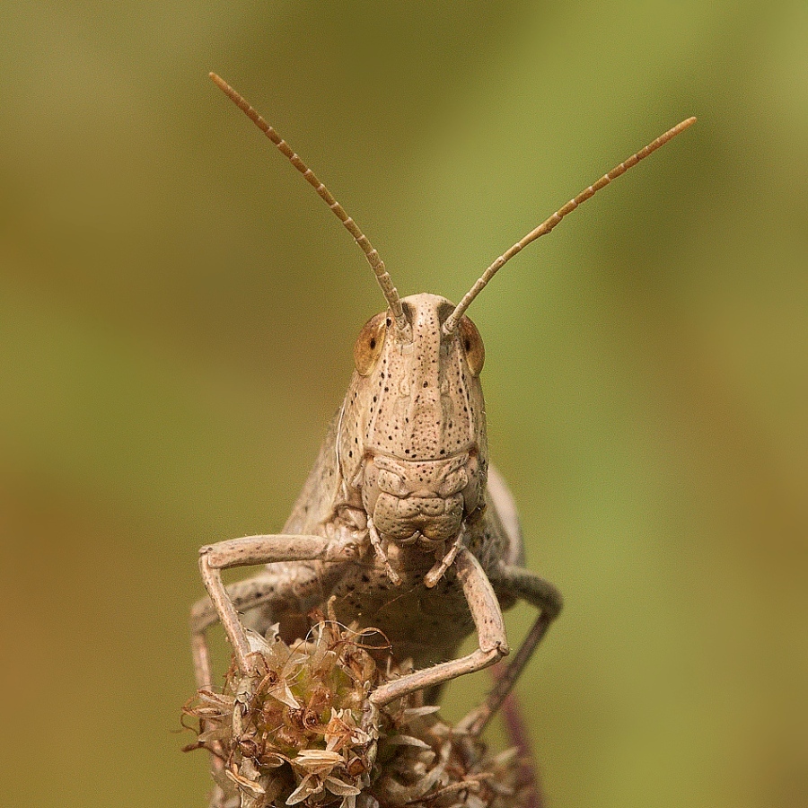 IMG_028rk.jpg - Saranče sp.