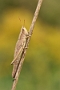 IMG_003rk