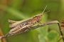 IMG_006rk