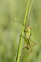 IMG_008rk