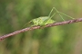 IMG_009rk