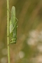 IMG_024rk