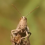IMG_028rk