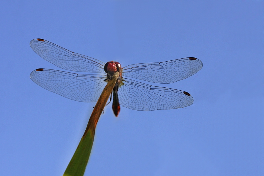 IMG_021v.jpg