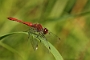 IMG_001v