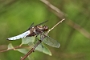 IMG_002v