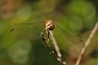 IMG_005v