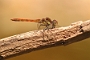 IMG_006v