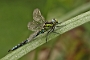 IMG_008v