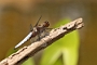 IMG_017v