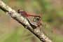 IMG_018v