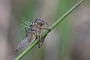 IMG_019v