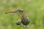 IMG_023v