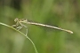 IMG_025v