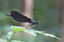 IMG_026v
