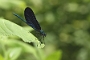 IMG_027v