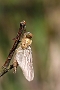 IMG_028v
