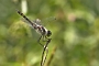 IMG_029v