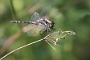 IMG_031v