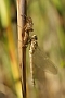 IMG_032v