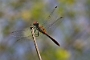 IMG_033v