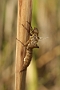 IMG_035v