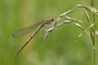 IMG_036v