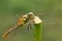 IMG_039v