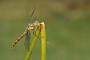 IMG_042v