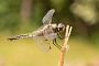 IMG_044v
