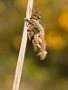 IMG_048v