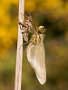 IMG_049v